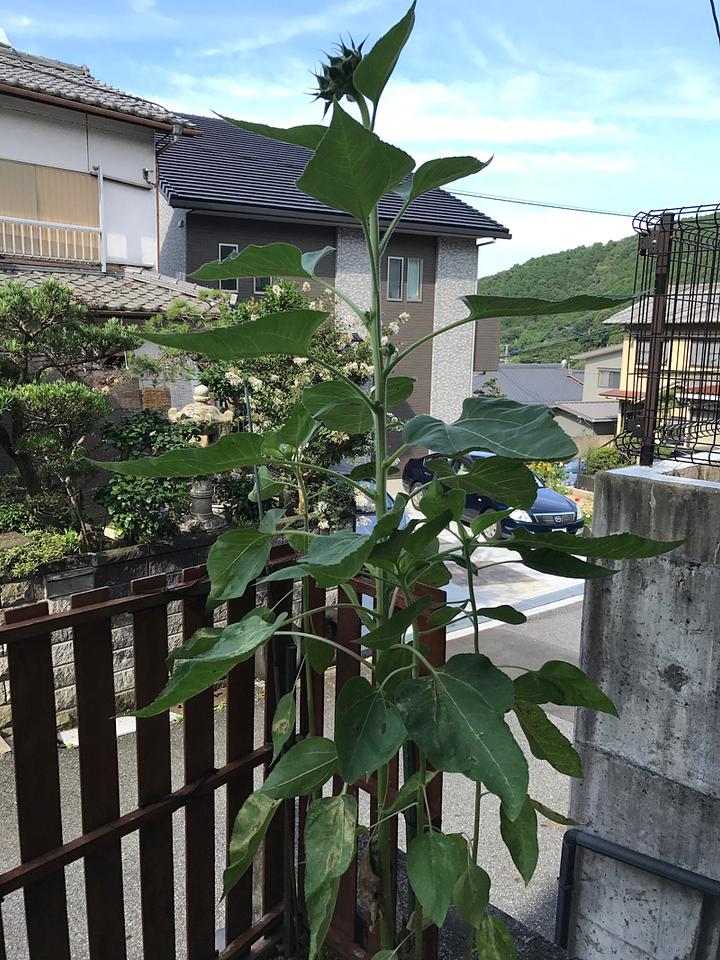 向日葵大きくなったが…