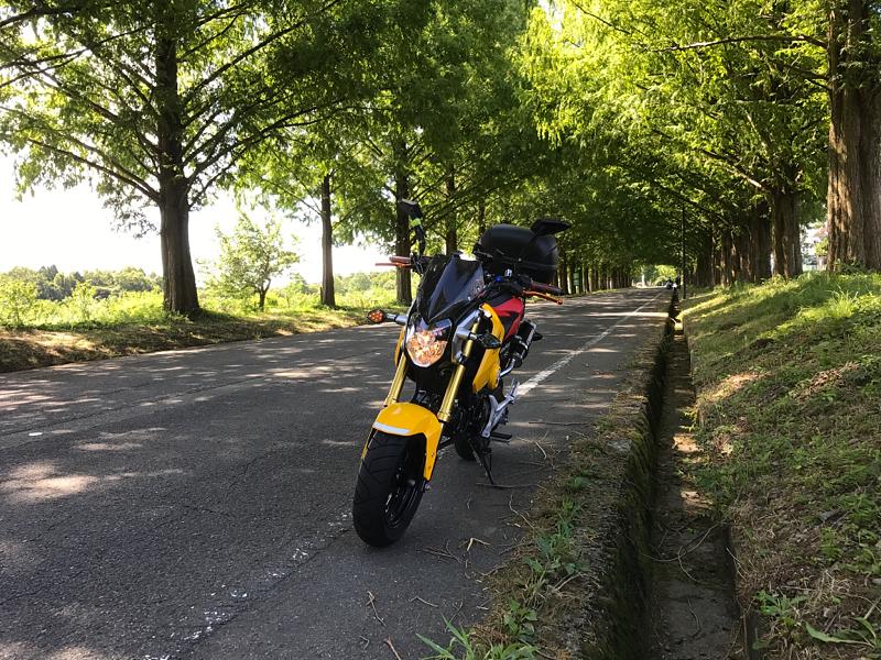 木漏れ日のトンネル