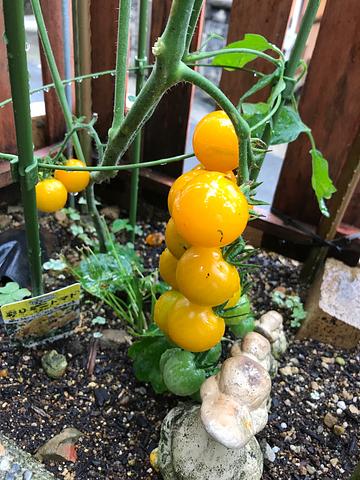 葡萄の房の様なプチトマト