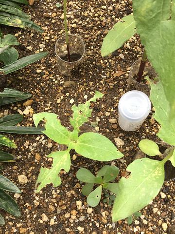 そんなに向日葵が…