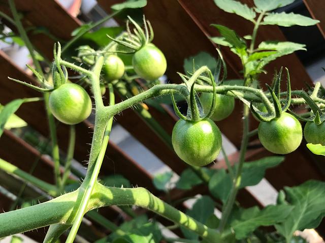 もうじき、黄色になるのかしら