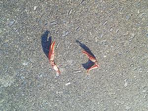 ザリガニのハサミ