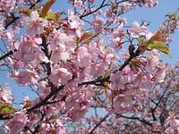 シュゼンジカンザクラ