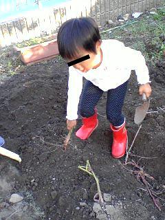 サツマイモの収穫