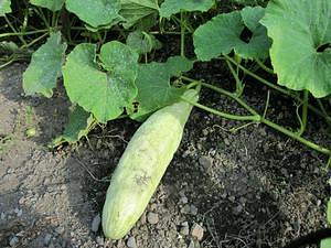 宿根（すくね）かぼちゃ