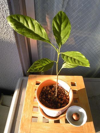 収穫は期待できませんが・・・