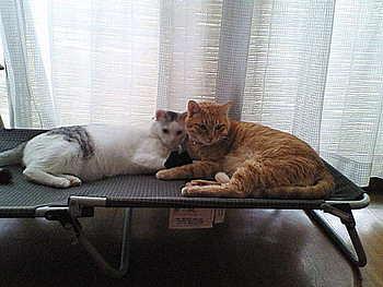 初挑戦！ブログに動画・・・