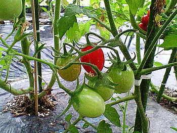 ２年目突入！家庭菜園