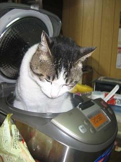 いのちって、にんげんって