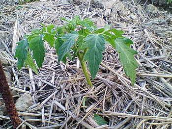 家庭菜園はじめました。