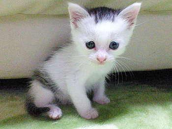 家族が増えました。