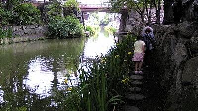 キショウブ→×木ショウブ→○黄菖蒲