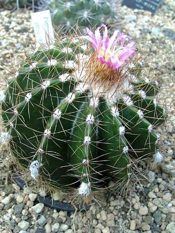 植物園に行ってきました。（＾－＾）