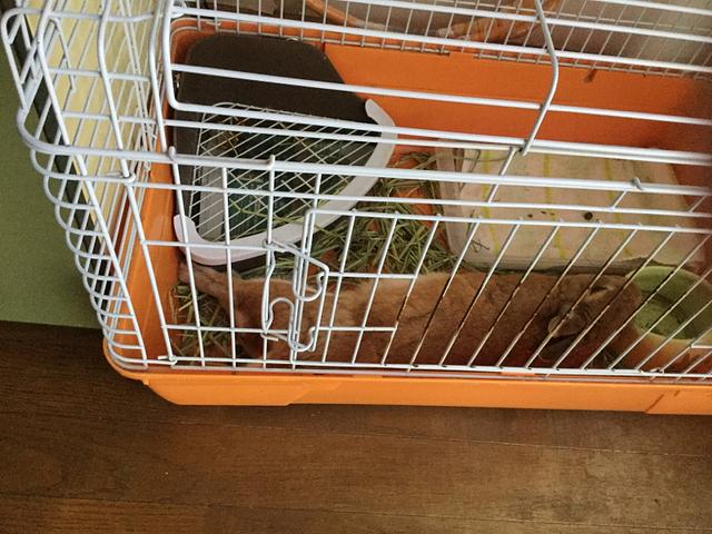 ネザーランドドワーフ