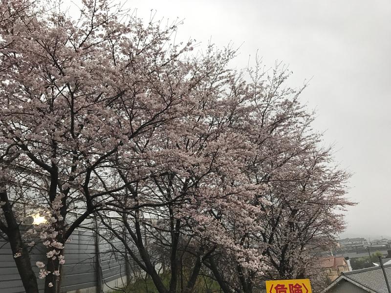 近所の桜もチラホラ咲く…