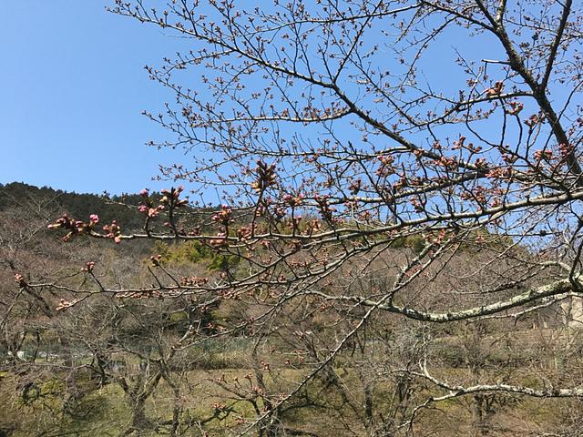 山科疏水の桜