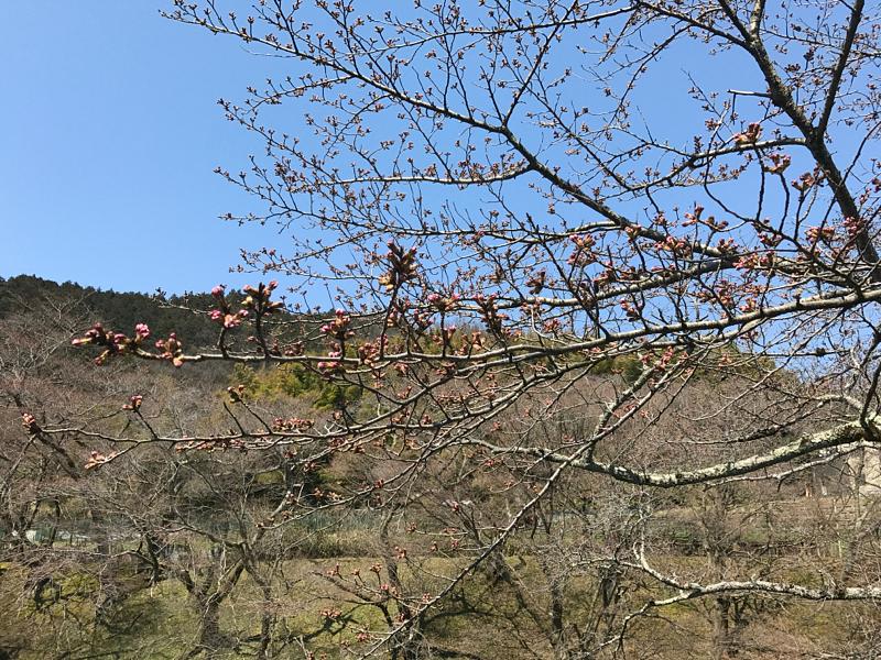 山科疏水の桜