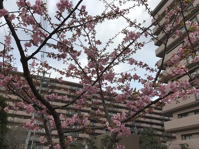 ぼちらぼちら梅が咲いてる