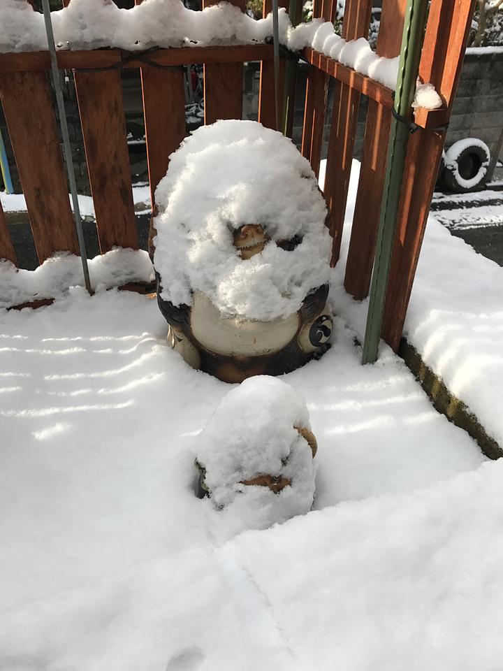 信楽の狸が冬化粧