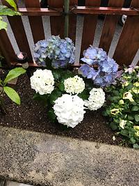 母の日に妻にプレゼントした紫陽花