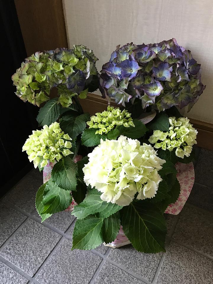 母の日のプレゼント