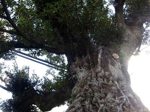 伝え、守られてきた湖国の巨木・名木をめぐる―大津編