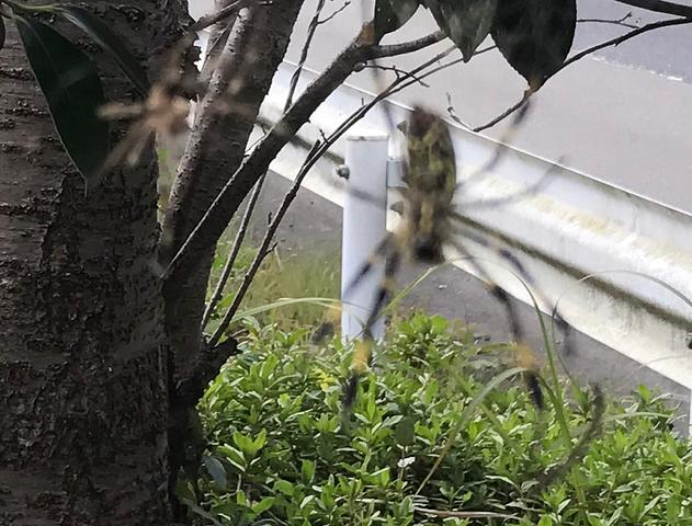 でっかい蜘蛛に遭遇