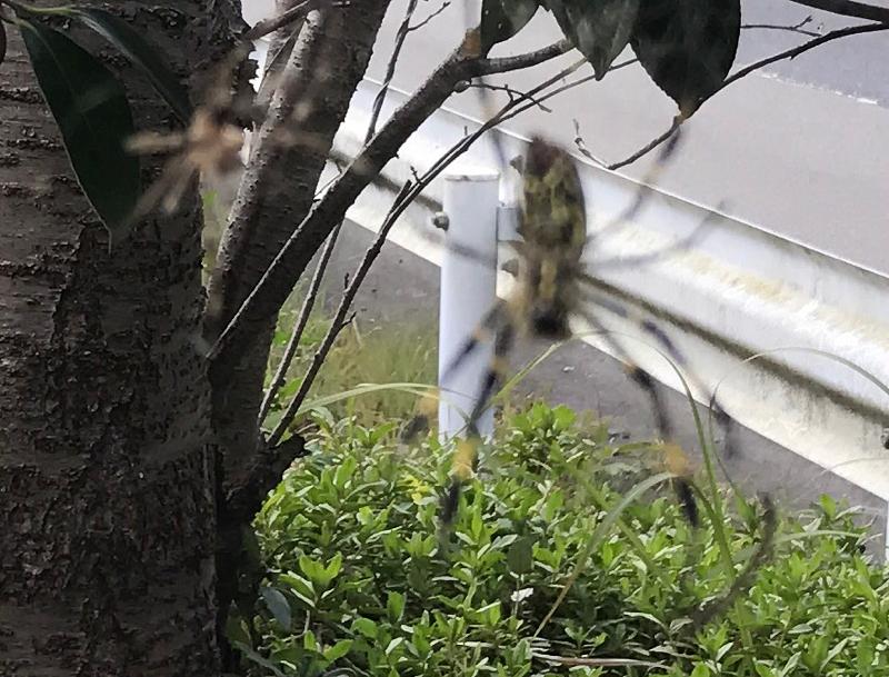 でっかい蜘蛛に遭遇