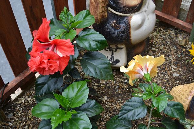 ハイビスカス開花