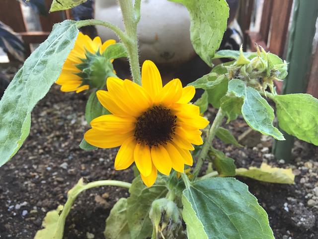 スプレー向日葵