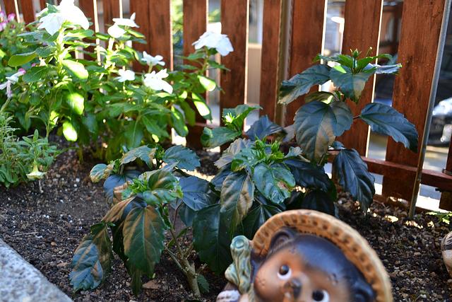 ハイビスカス植えてみました！