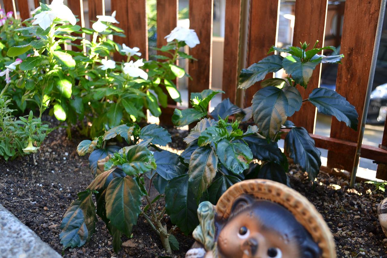 ハイビスカス植えてみました！