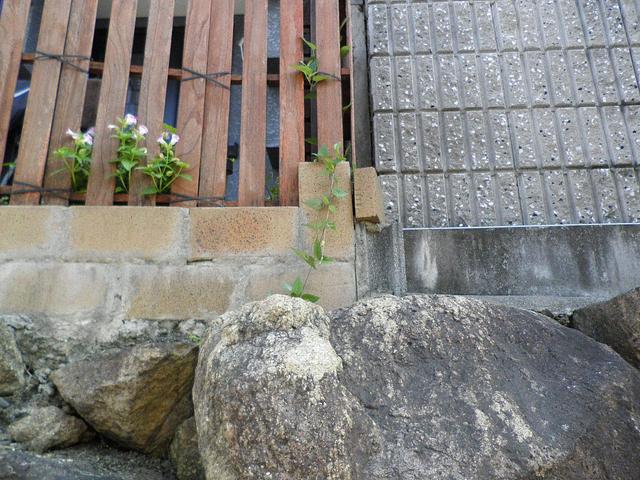 花が咲くのが楽しみ