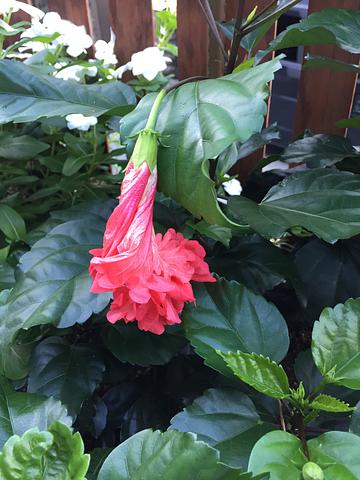 ハイビスカス