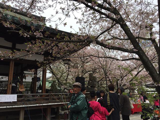 天孫神社桜祭り