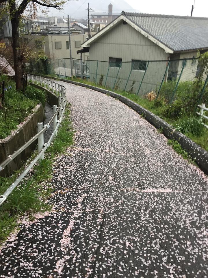 桜路