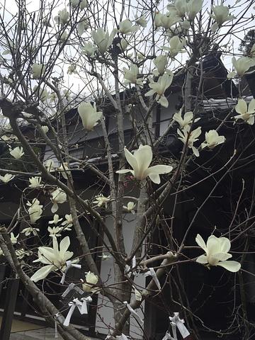 桜だけではない