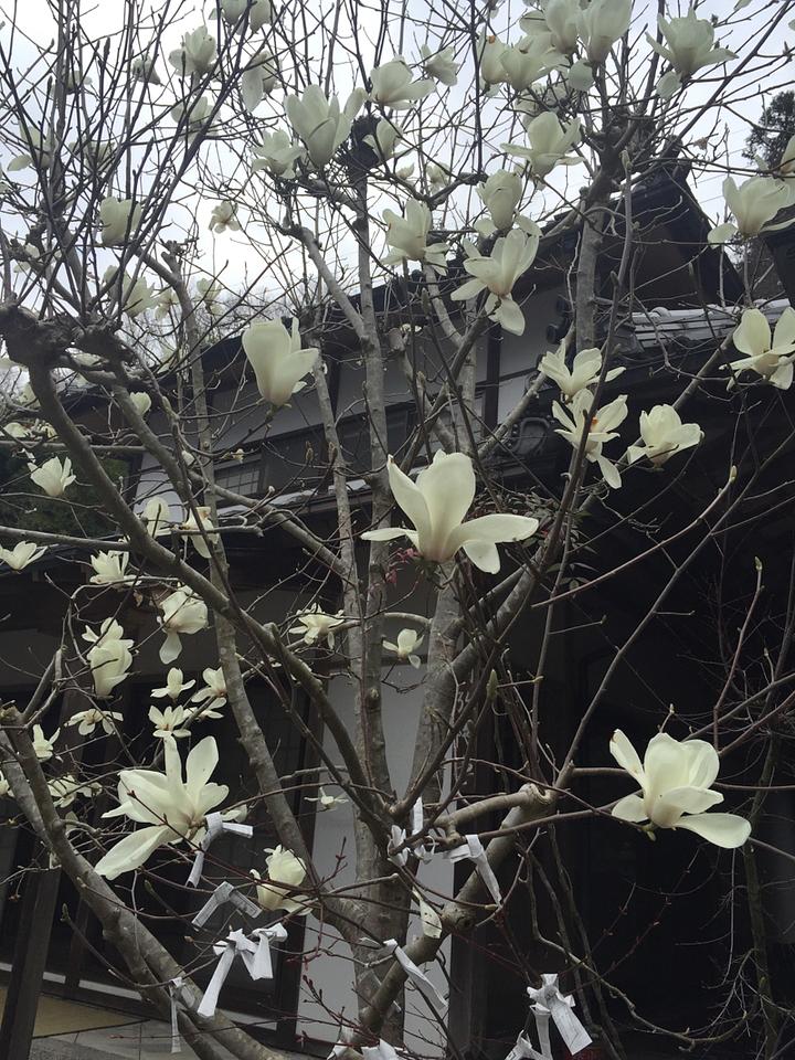 桜だけではない