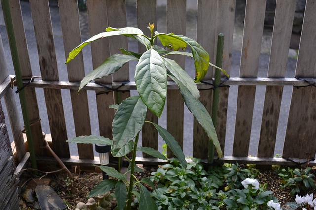 アボカド 寒さに耐えた