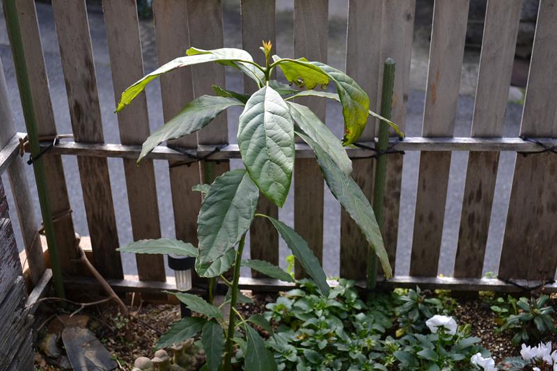 アボカド 寒さに耐えた