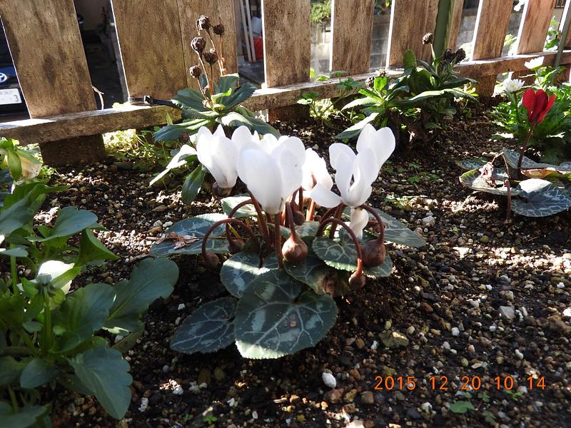 背面がぼけない