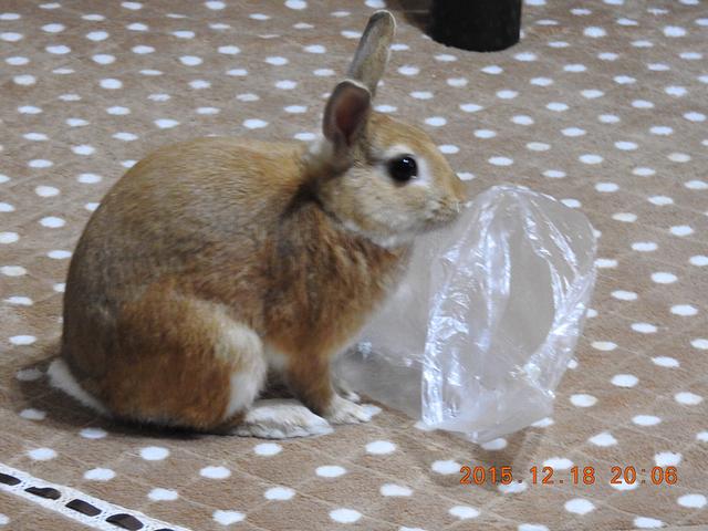 NIKON COOLPIX P610 WiFi転送