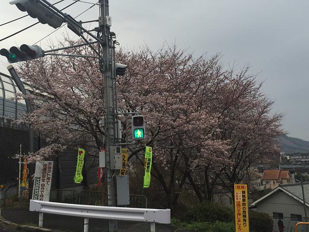 雨で桜ちらなければいいが