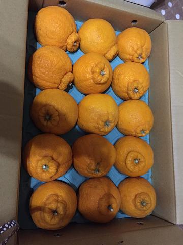 ビタミン補給にデコポン