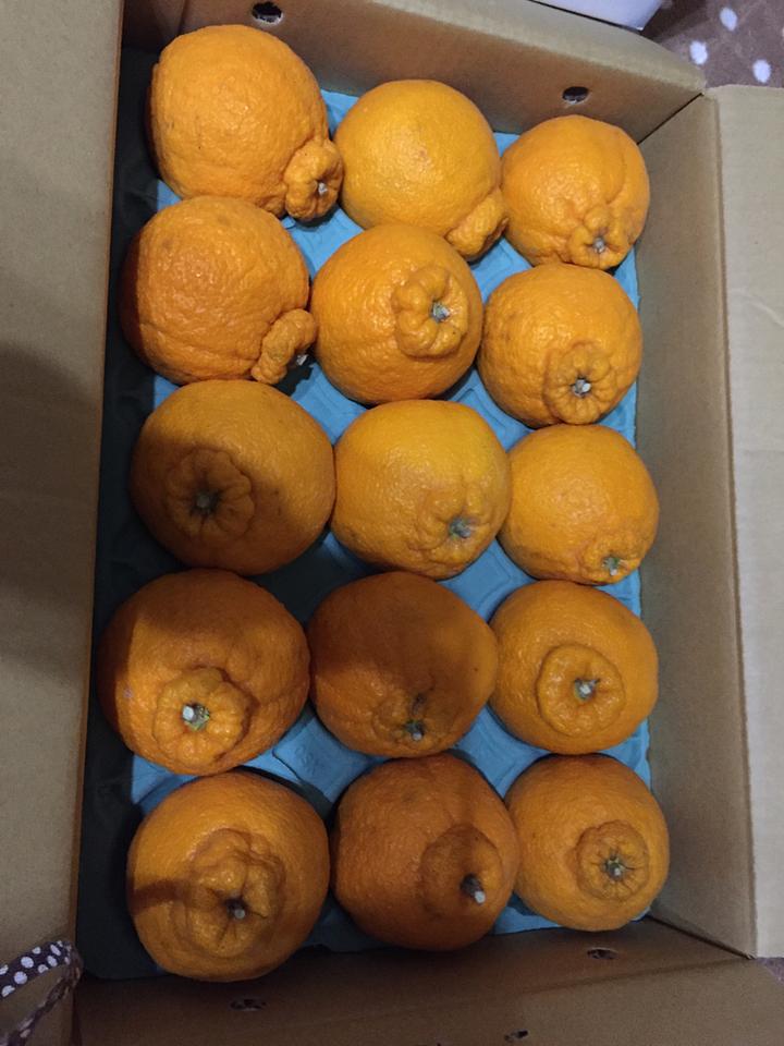 ビタミン補給にデコポン