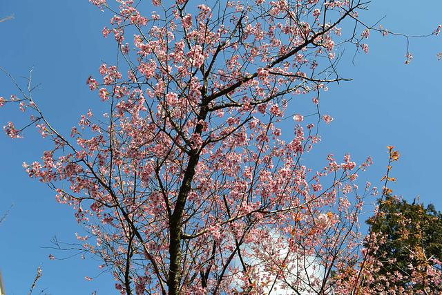 久々の一眼レフ