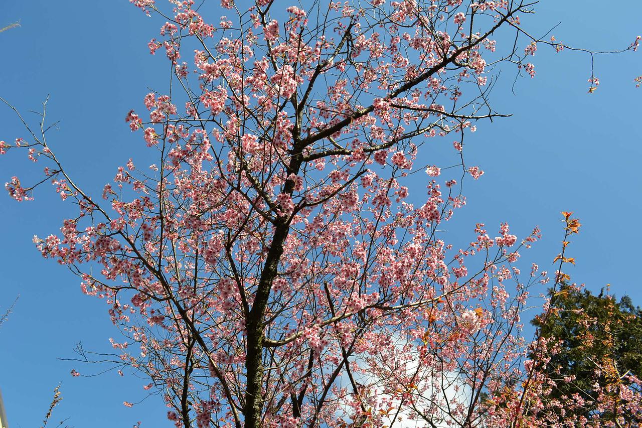 久々の一眼レフ