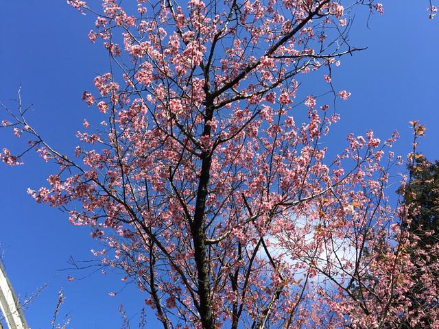 大津の早咲き桜