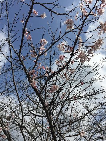 枚方市咲いてる