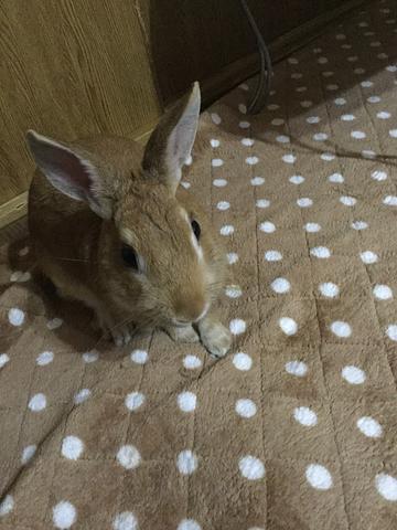 電気カーペットのカバーは〜